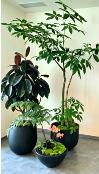海曙办公室植物租赁费用-慈溪室内花木出租推荐-奉化花木租摆服务商-宁波租花木千套方案